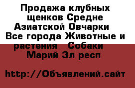 Продажа клубных щенков Средне Азиатской Овчарки - Все города Животные и растения » Собаки   . Марий Эл респ.